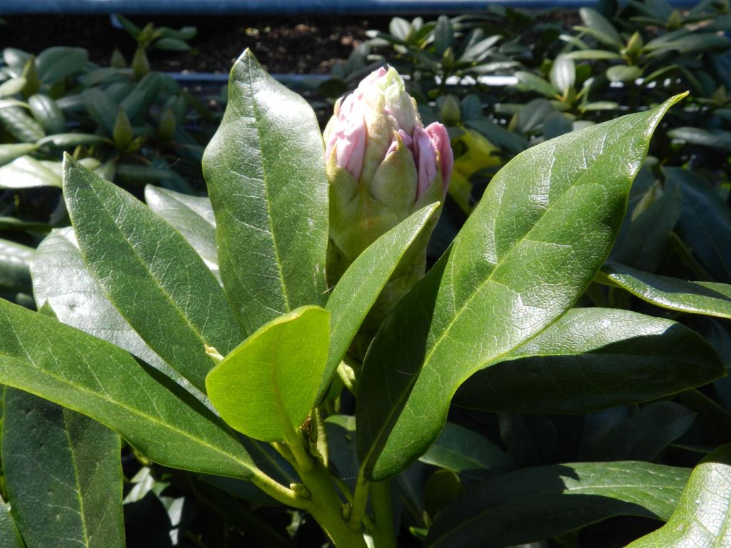 Rhododendron-1