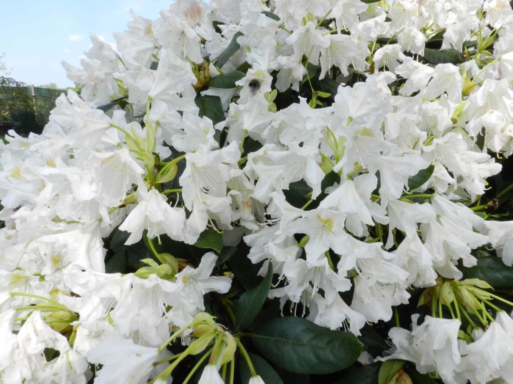 Rhododendron-4