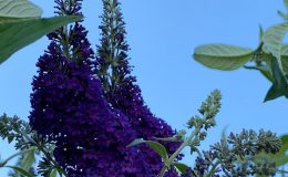 Sommerblüher - Lavendel