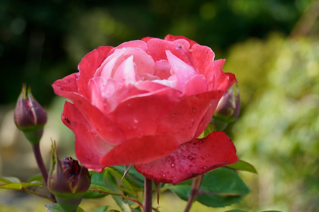 Rose_4