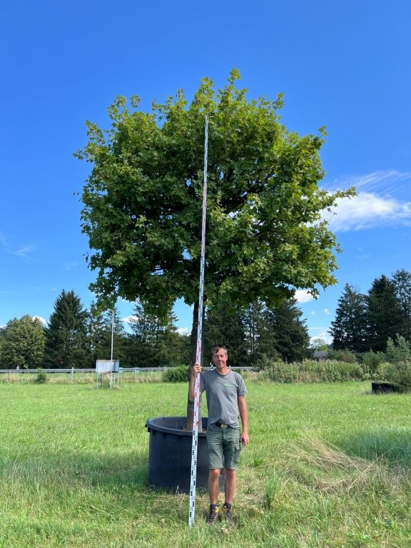 Acer campestre Spalier auf Stamm
