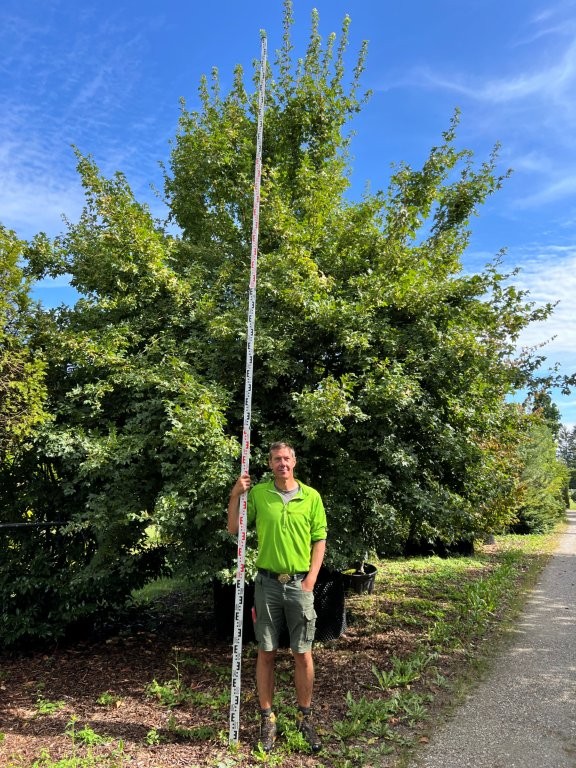 Acer campestre Viertel Stamm Kletterbaum