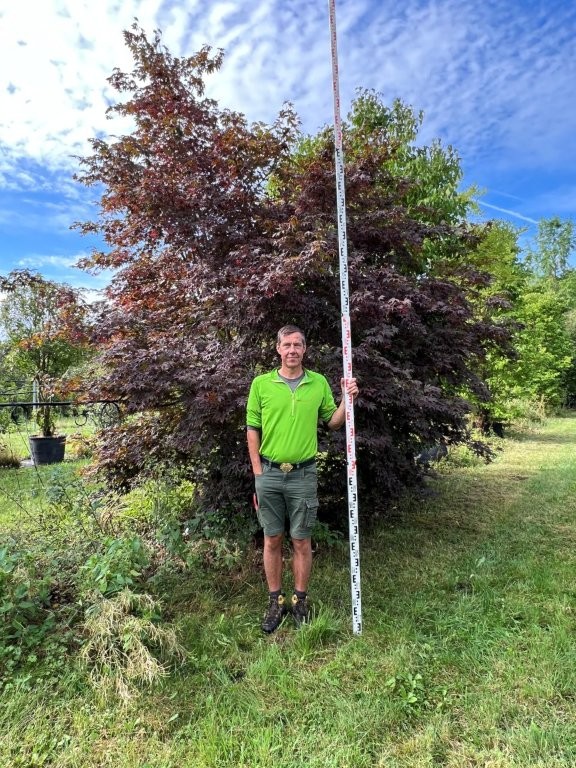 Acer palmatum Atropurpureum