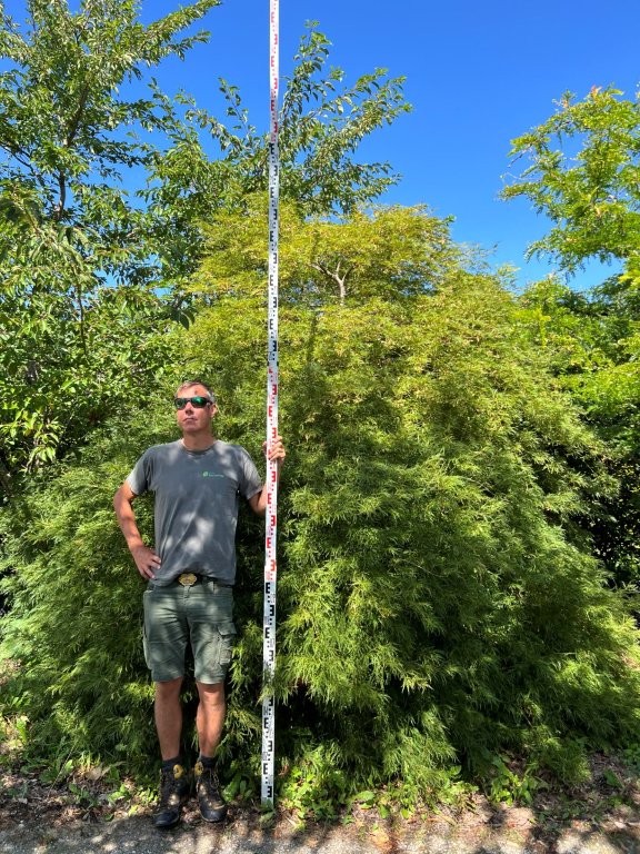 Acer palmatum dissectum viridis