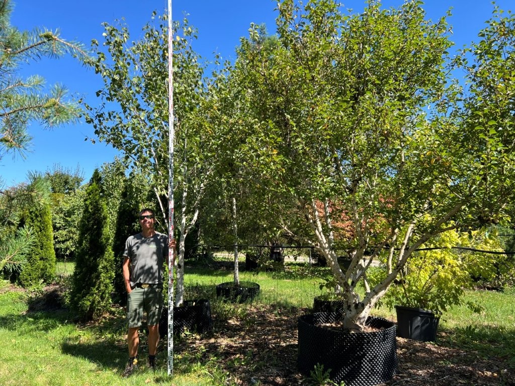 Betula ermanii, Betula utilis