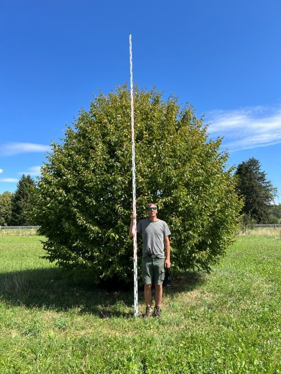 Carpinus betulus Bienenkorb