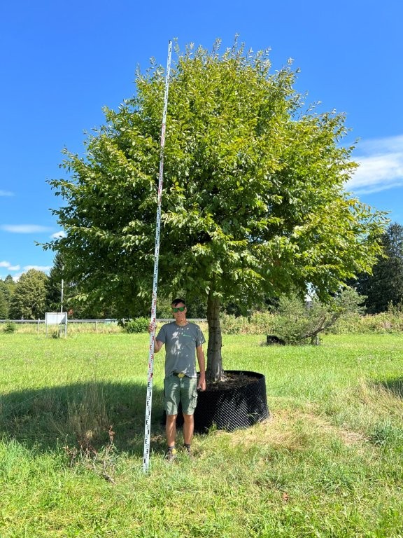 Carpinus betulus Hochstamm Kugel (2)