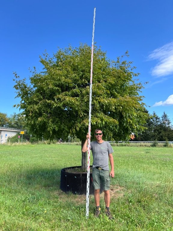 Carpinus betulus Hochstamm Kugel