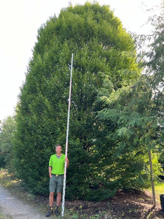 Carpinus betulus fastagiata Nr 2