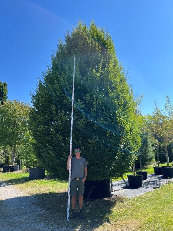 Carpinus betulus fastagiata Nr 3