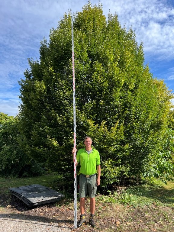 Carpinus betulus fastigiata Nr 1