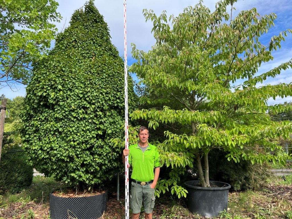 Carpinus betulus monumentalis, Cornus controversa
