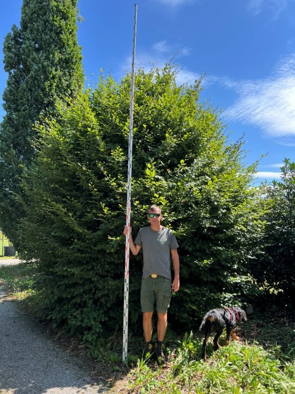 Fagus sylvatica Kugel