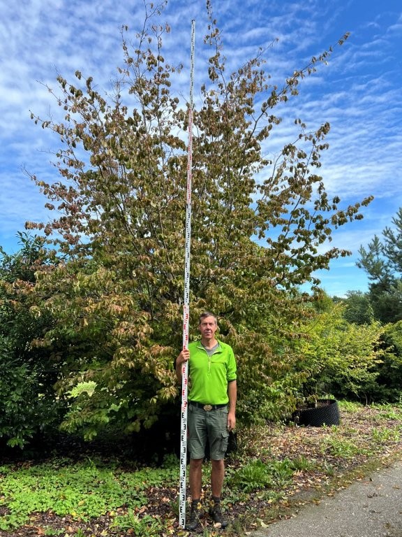 Parrotia persica Nr 1