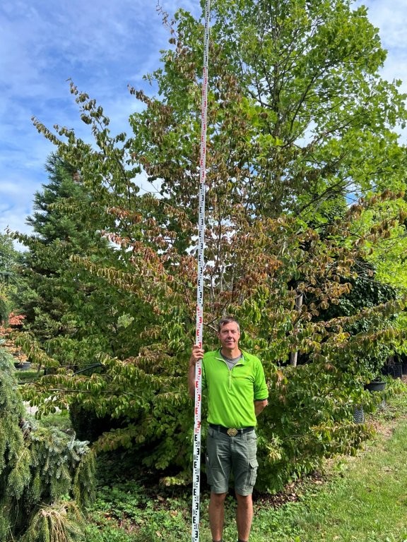 Parrotia persica Nr 2