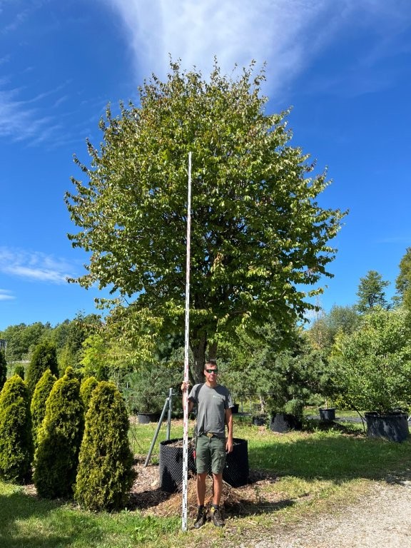 Parrotia persica mehrstämmig