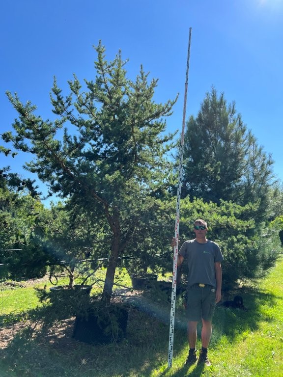 Pinus banksiana
