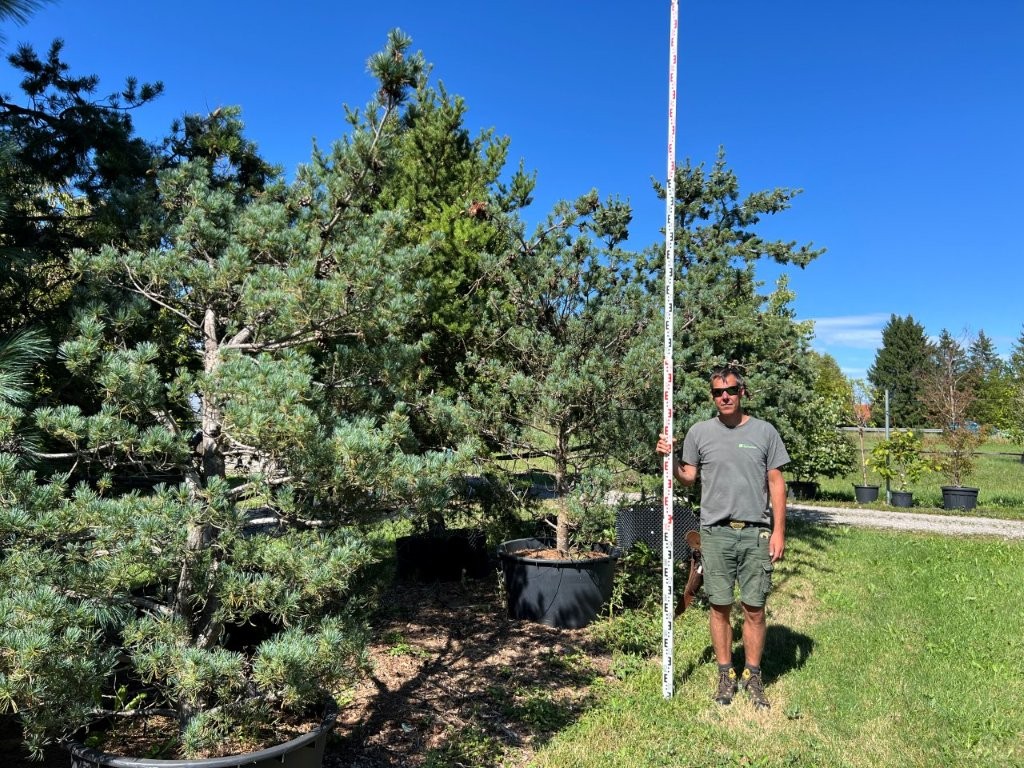 Pinus parfiflora Negishi