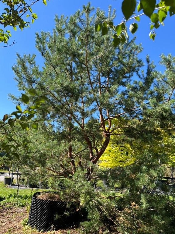 Pinus sylvestris (2)