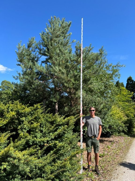 Pinus sylvestris Hochstamm