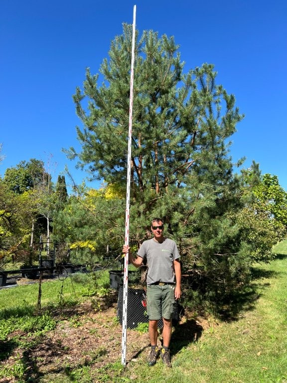 Pinus sylvestris