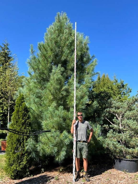 Pinus wallichiana