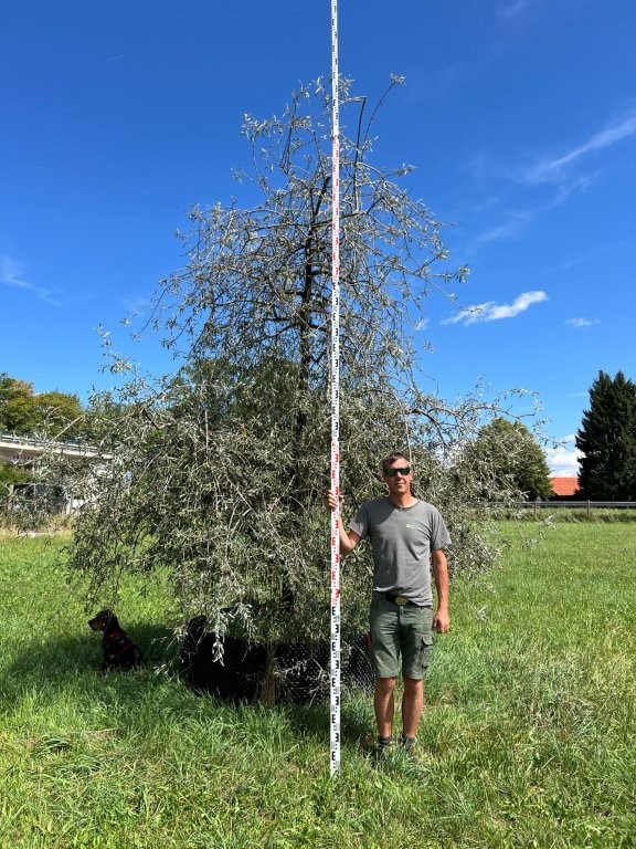 Pyrus salicifolia Pendula
