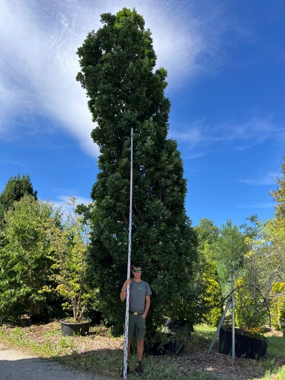 Quercus robur Fastigiata Koster Nr 2