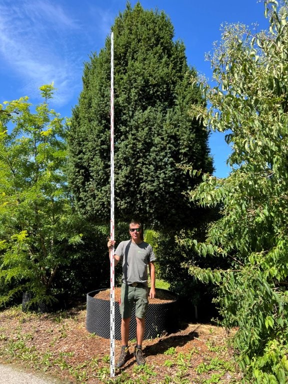 Taxus baccata Hochstamm