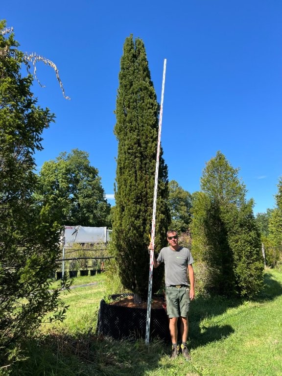 Taxus baccata fastigiata robusta