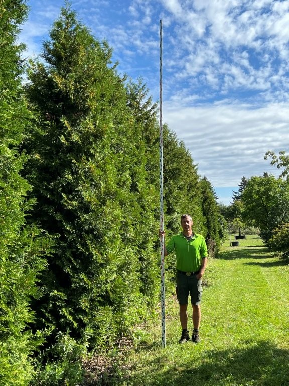 Thuja brabant