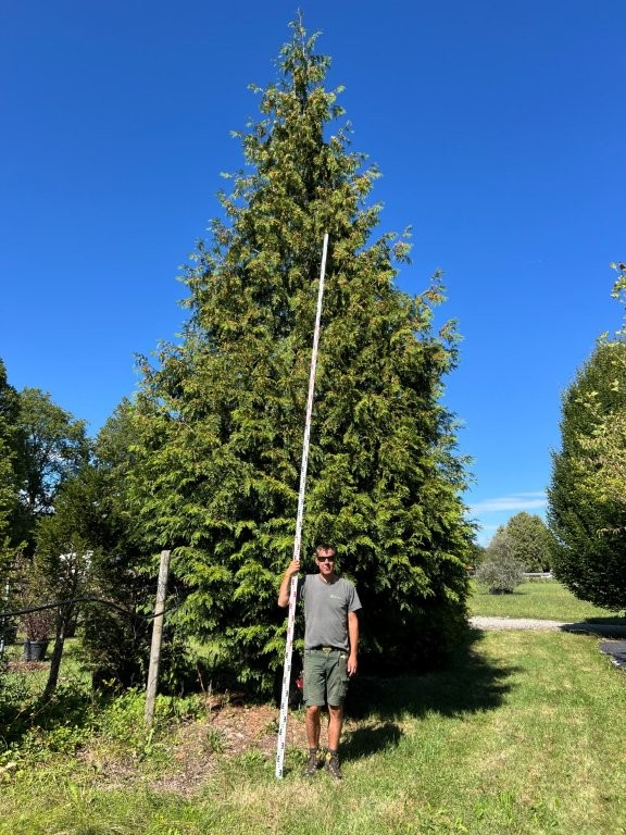 Thuja plicata Atrovirens