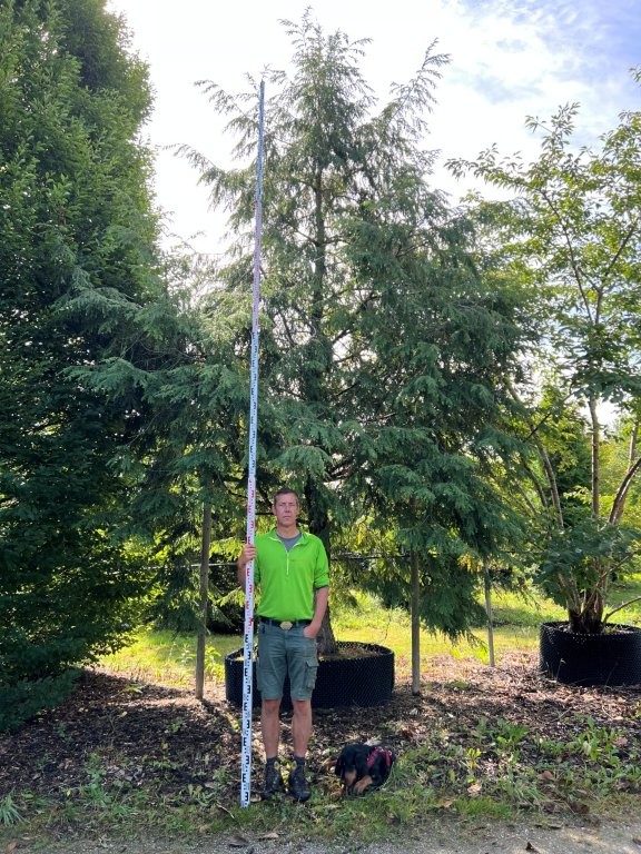 Tsuga canadensis Nr 1