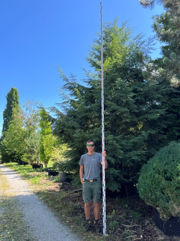 Tsuga canadensis Nr 2