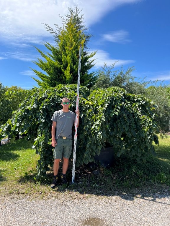 Ulmus glabra pendula